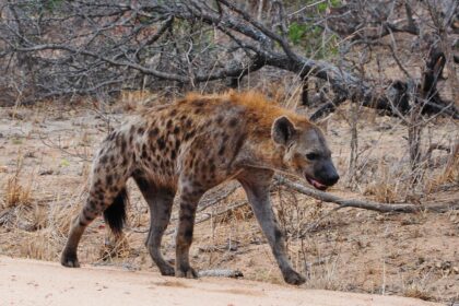 An artistic depiction of a hyena hanging from a tree, symbolizing cultural traditions and moral lessons associated with hyenas in African folklore, set against a night-themed background.